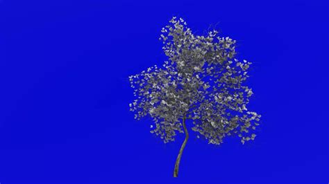 Tree Animation Magnolia Denudata Lilytree Yulan Magnolia Green