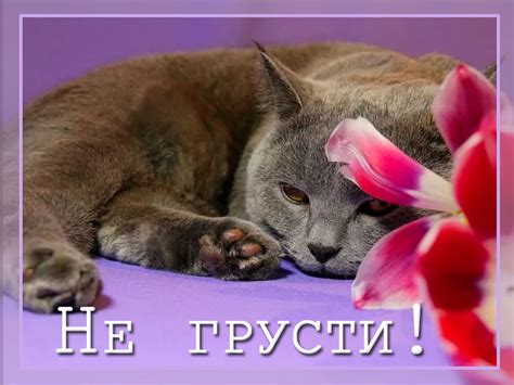Картинка для настроения — Бесплатные открытки и анимация