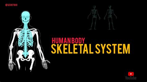 Skeletal System Human Body Short Notes Neet Medical Coding