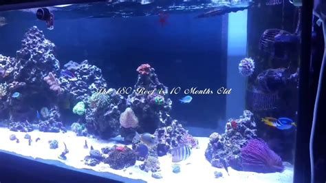 180 Gallon Reef Tank Update Youtube