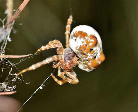 Free Images - spider bolas spider web 0