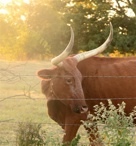 Longhorn at Sunset Photograph by Vonda Barnett - Fine Art America