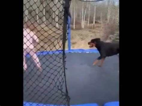 Trampoline Dog Video