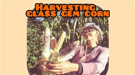 Glass Gem Corn Harvesting Youtube