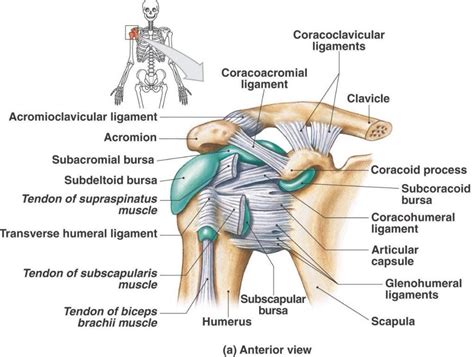 Bursitis De Hombro Qu Es Causas S Ntomas Tratamiento Y Consejos