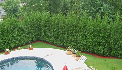 American Pillar Arborvitae Fast Growing Privacy Hedge Thuja