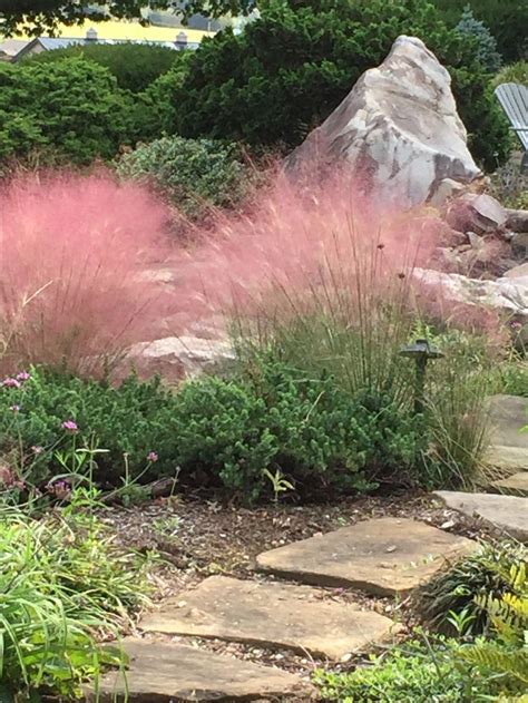 Gardening Waterfall Pink Muhly Grass Ornamental Grass Deer Resistant Garden Landscape