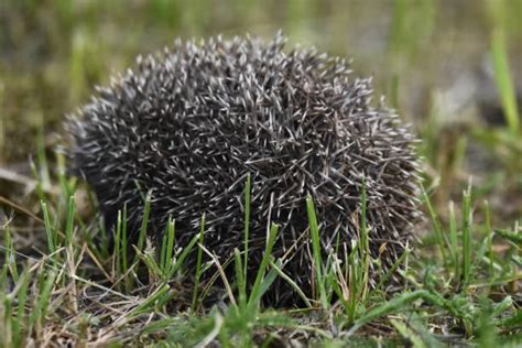 Stomping Bug Stock Photos, Pictures & Royalty-Free Images - iStock