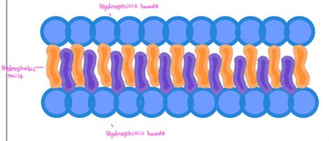 Biology Cell Theory Cell Organelles Cell Membrane Diffusion And Osmosis