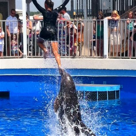 Gulfarium Dolphin show Fort Walton Beach Florida plus more. | Fort ...