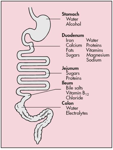 1 Gastrointestinal System I Flashcards Quizlet