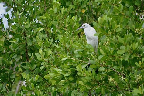 White Mangrove