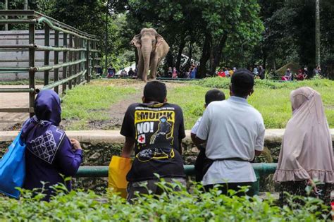 Sindo Hi Lite Libur Isra Miraj Taman Margasatwa Ragunan Ramai Pengunjung