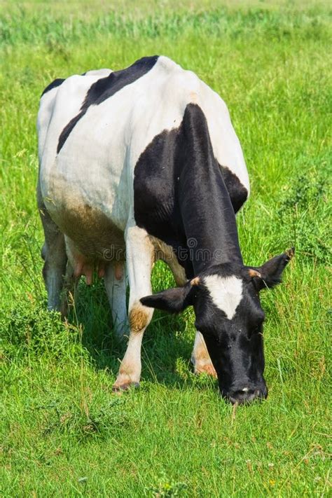 Cow On Grass Stock Photo Image Of Field Meadow Farm 920434