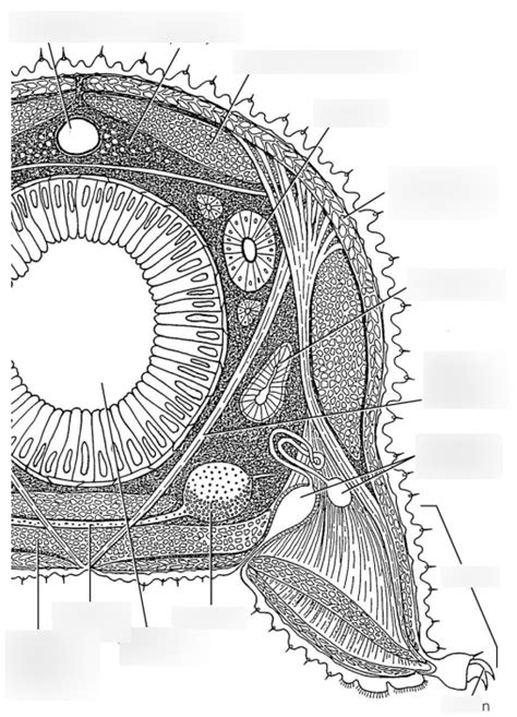 Onychophora Querschnitt Diagram Quizlet