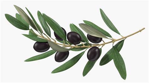 Olive Branch With Black Olives D Model Ds Blend C D Fbx