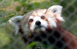 Red Panda | eating bamboo, very eary in this shot | Eric Kilby | Flickr