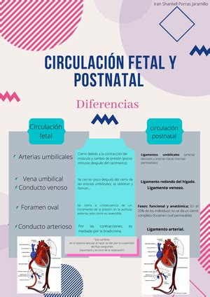 Desarrollo Fetal Durante El Segundo Trimestre El Peso Del Feto Se