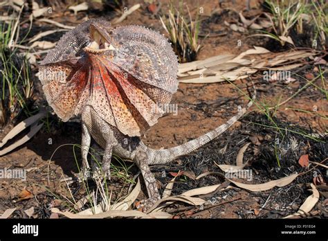 Frill Necked Lizard Stock Photo Alamy