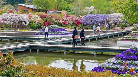 Ashikaga Flower Park Facts Best Flower Site