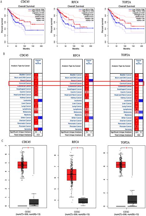 Expression And Prognosis Of CDC45 In Cervical Cancer Based On The GEO