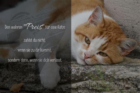 schönsten Katzensprüche Spruchbilder Katzenzitate Weisheiten