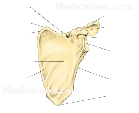 Scapular Diagram Quizlet