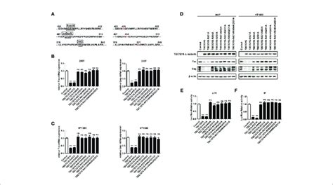 Highly Conserved Amino Acid Residues R494 And Q531 In The TBC Domain