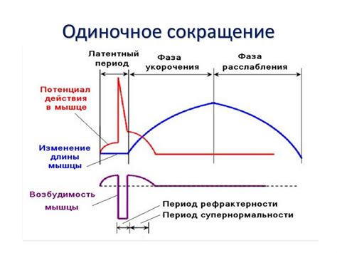Физиология мышц. Механизм мышечного сокращения - online presentation