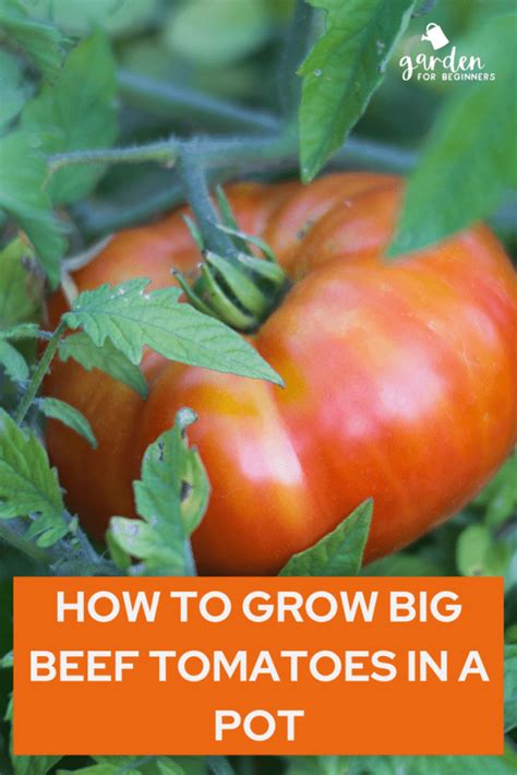 How To Grow Beefsteak Tomatoes In Pots Artofit