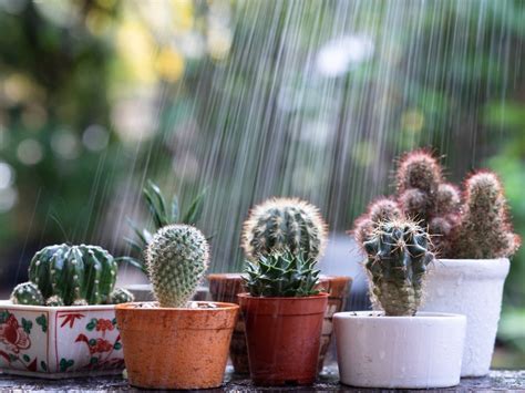 Why You Should Protect A Succulent Or Cactus In Rain | Gardening Know How