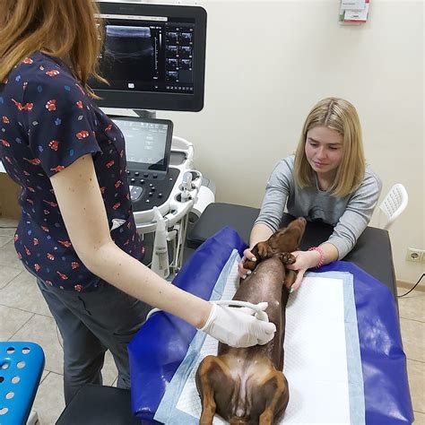 УЗИ печени собаки - Ультразвуковое исследование печени у собак, нормы ...