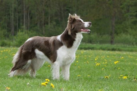 Border Collie Dogs Breed Facts Information And Advice Pets4homes Artofit