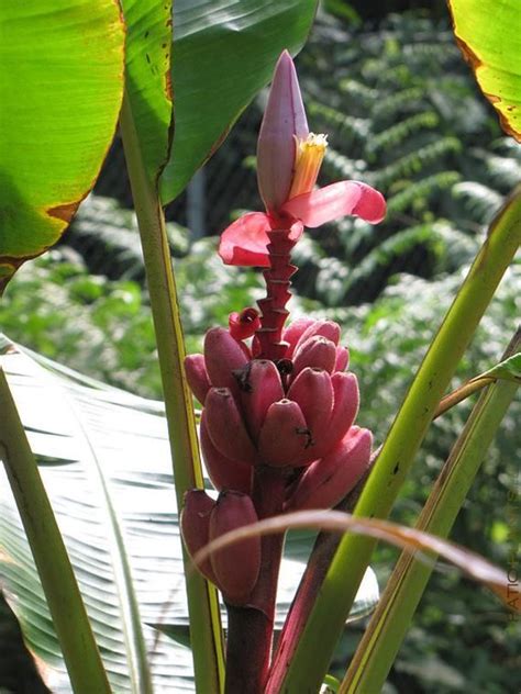 Musa Velutina Hairy Pink Ornamental Banana Fruits 10 Seeds In 2020