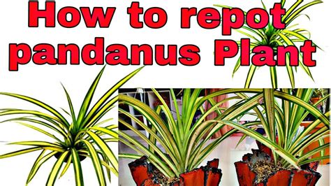 How To Propagate Pandanus Plant Youtube