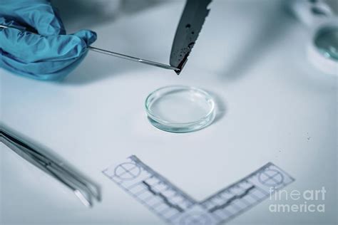 Forensics Expert Examining Crime Scene Evidence Photograph By Microgen Images Science Photo Library