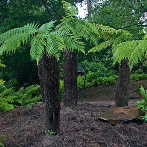 Dicksonia Antarctica Nursery Management Off