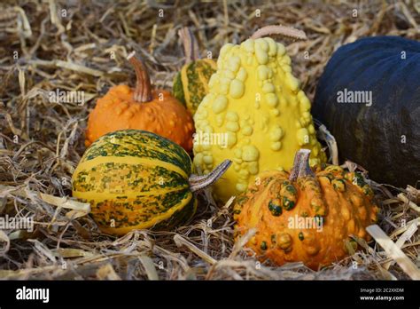 Warted And Ornamental Gourds With Green Orange And Yellow Skins And