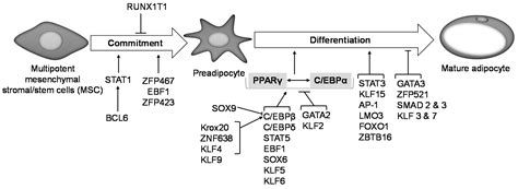 Ijms Free Full Text Adipogenesis A Complex Interplay Of Multiple