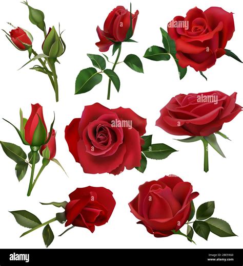 Realistic Decorative Roses Bouquet Floral Red Roses Bouquets Flowers With Leaves And Burgeon