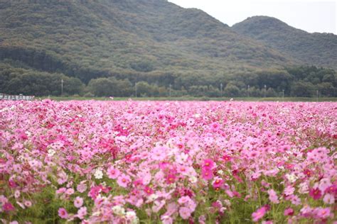 馬場コスモス畑口コミアクセスと周辺観光ガイド料金地図