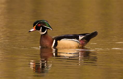 Wood Duck Randy Bartholomew Flickr