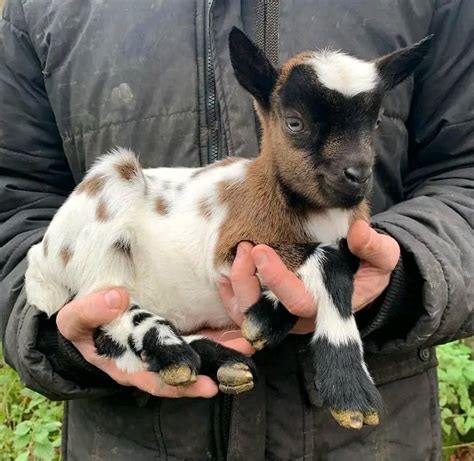 Pygmy Goat For Sale