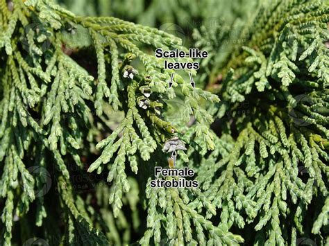 Platycladus Orientalis Oriental Arborvitae Female Strobilus Female