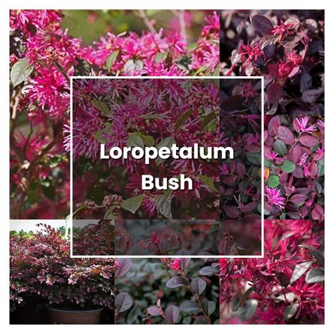 How To Grow Loropetalum Bush Plant Care Tips NorwichGardener