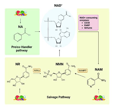 Nad Biosynthetic Pathways Na Is Converted To Nad Via The