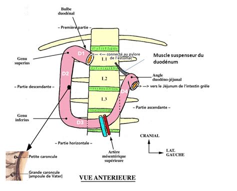 D1 Ue5 Anatomie Tutorat Associatif Toulousain