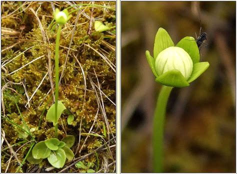 Irish Wildflowers Grass Of Parnassus Parnassia Palustris Fionnscoth