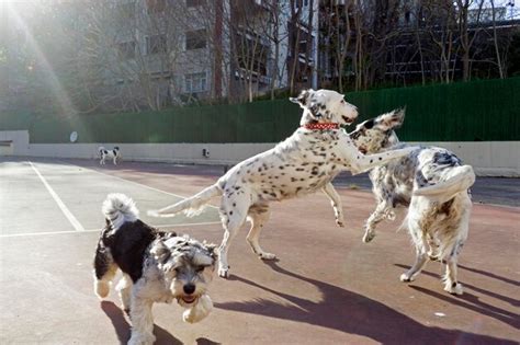 Perros Jugando En El Parque Foto Premium