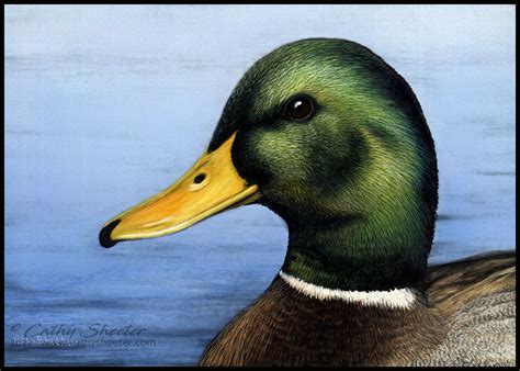 Mallard Duck Study – Celebration of Fine Art